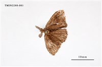 藏品(小白紋毒蛾)的圖片